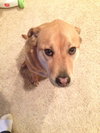 Bowser