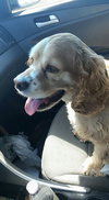 Buddy Boy