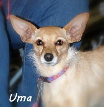 Uma