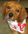 Snoopy