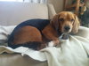 Snoopy