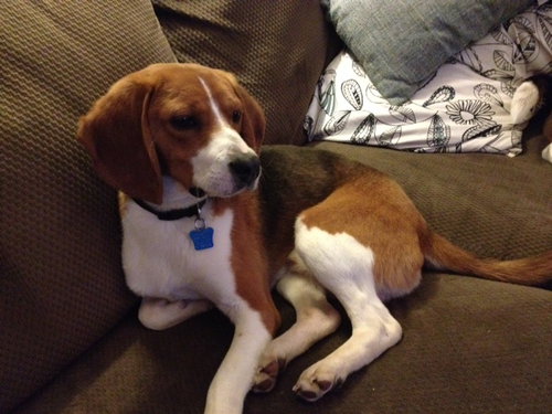Duke