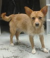 Sox -Puppy
