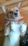 Sox -Puppy