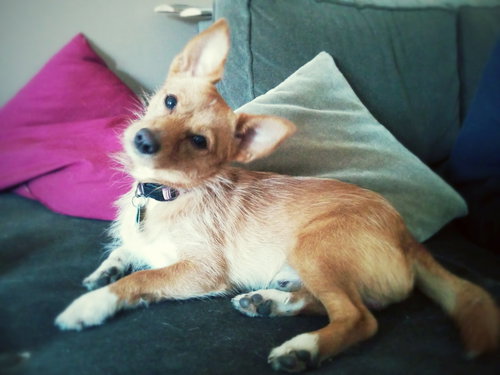 Sox -Puppy
