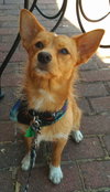 Sox -Puppy