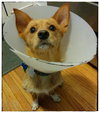 Sox -Puppy