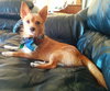 Sox -Puppy