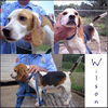 Wilson