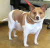 Bob - Urgent! Foster Needed!