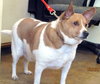 Bob - Urgent! Foster Needed!