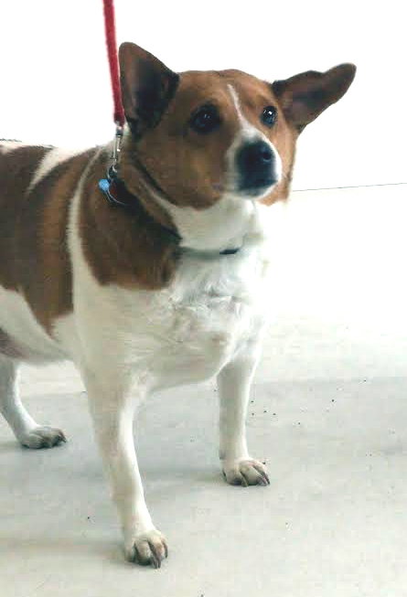 Bob - Urgent! Foster Needed!