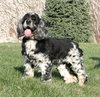 Molly