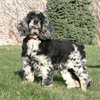 Molly