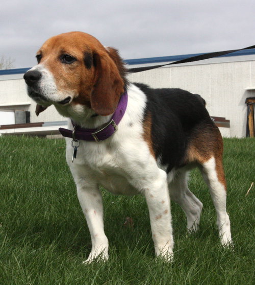 Oscar