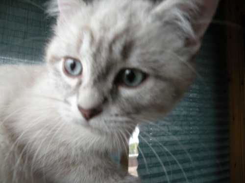 Milo