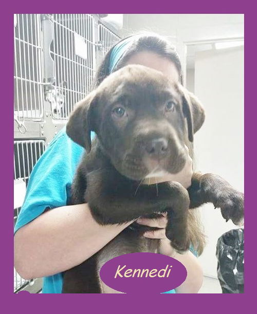 Kennedi