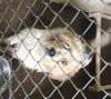 Sandy -PUPPY