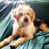 Sandy -PUPPY