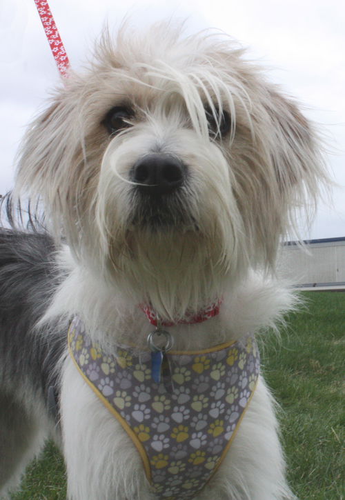 Sandy -PUPPY