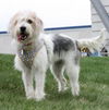 Sandy -PUPPY