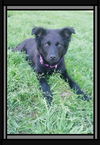 Cammi