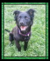 Cammi