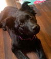 Cammi