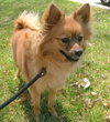 Starla