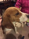 Duke -beagle