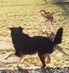 Duke -beagle