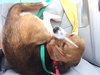 Duke -beagle