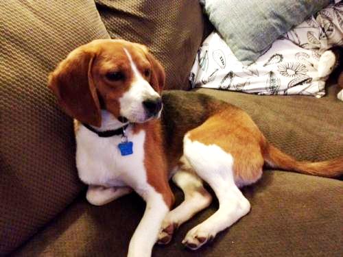 Duke -beagle