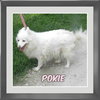 Pokie -Senior