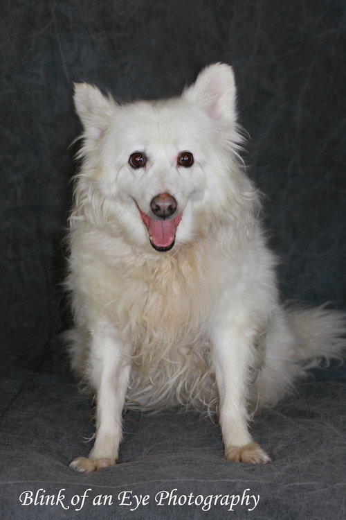 Pokie -Senior