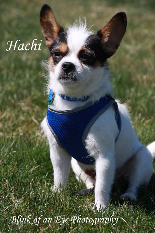 Hachi