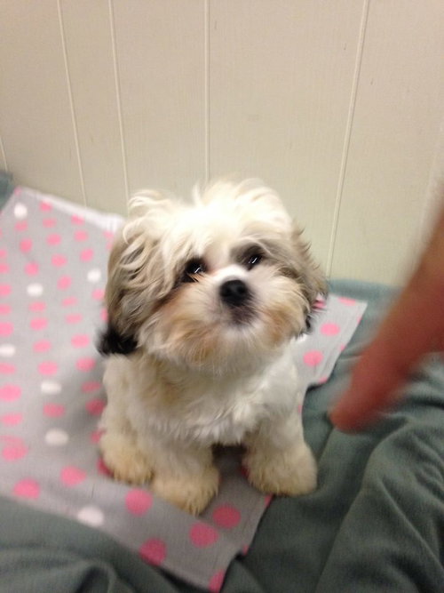 Chiky PUPPY