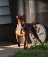 Troy