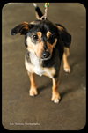 Corky