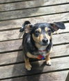 Corky