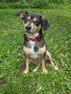 Corky