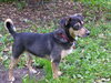 Corky