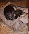 Corky