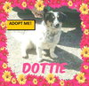 Dottie