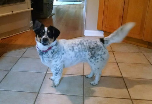 Dottie