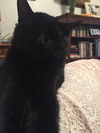 Cassius