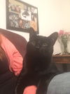 Bartholomew