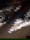 Gizmo