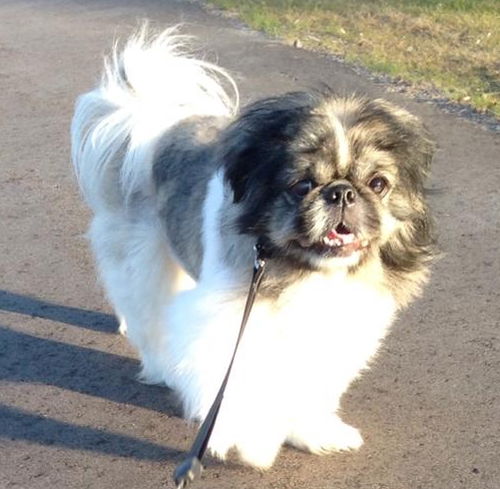 Gizmo
