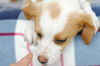 Brie -Puppy
